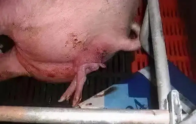 ĸ�����̹�����Σ��