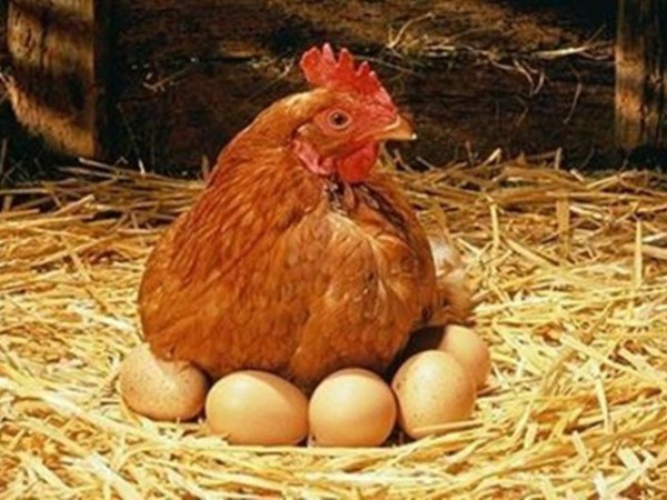 �����ּ��뵰�ݿ�����